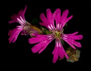 Silene hookerii - Hooker's Campion 17-7635